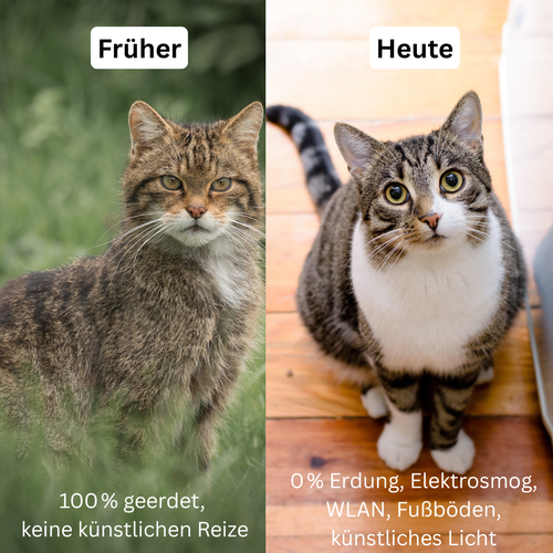 Wildroot Grounding  Matte™